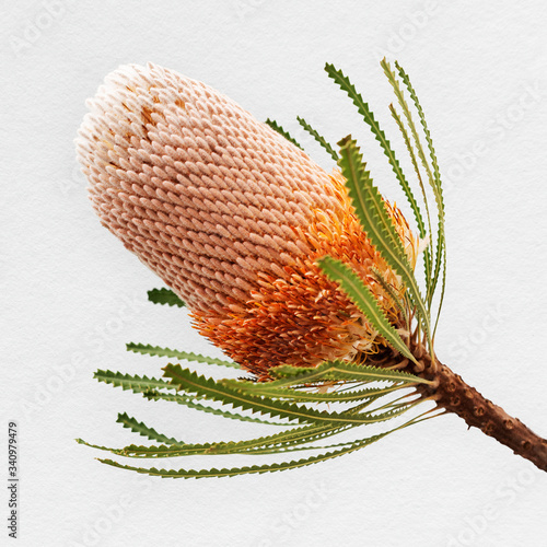 Orange banksia flower photo