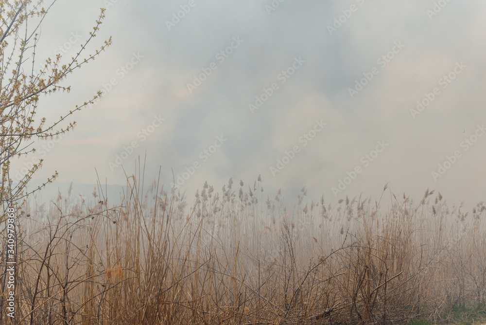 Fototapeta premium Burning reeds. Nature fire landscape. Devastation of wildlife, human influence on planet. Air pollution, hot and dry climate, environment, Earth saving concept