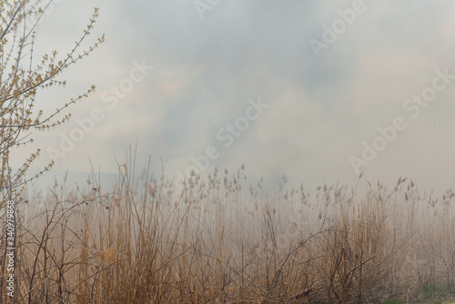 Burning reeds. Nature fire landscape. Devastation of wildlife  human influence on planet. Air pollution  hot and dry climate  environment  Earth saving concept
