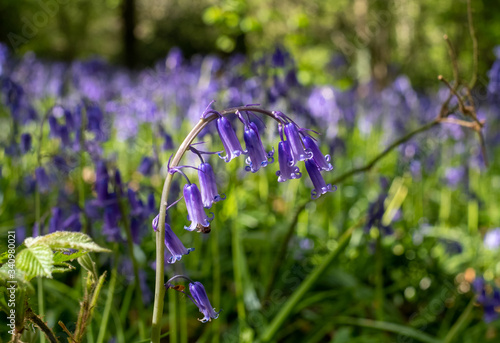 Close up of wild bluebells in abundance in spring, photographed at Old Park Wood nature reserve, Harefield, Hillingdon UK. The woods is an ancient woodland and is a site of Special Scientific Interest