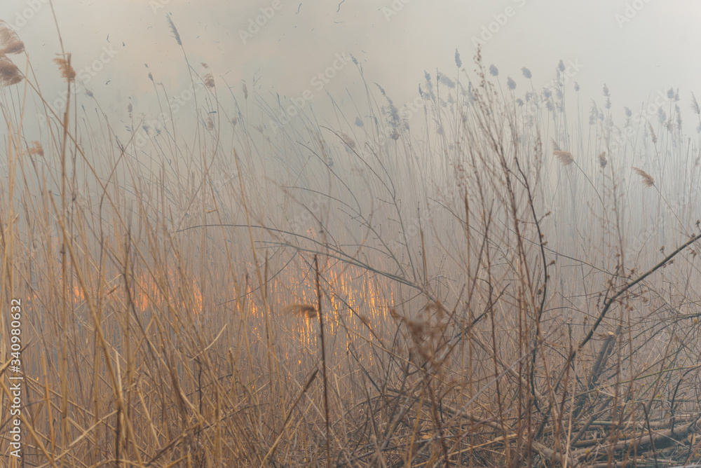 Raging forest spring fires. Burning dry grass, reed along lake. Grass is burning in meadow. Ecological catastrophy. Fire and smoke destroy all life. Firefighters extinguish Big fire. Lot of smoke Raging forest spring fires. Burning dry grass, reed along lake. Grass is burning in meadow. Ecological catastrophy. Fire and smoke destroy all life. Firefighters extinguish Big fire. Lot of smoke