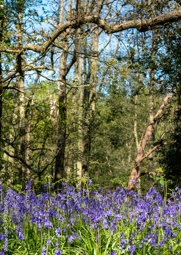 Wallpaper Mural Wild bluebells in woodland, photographed at Pear Wood next to Stanmore Country Park in Stanmore, Middlesex, UK Torontodigital.ca