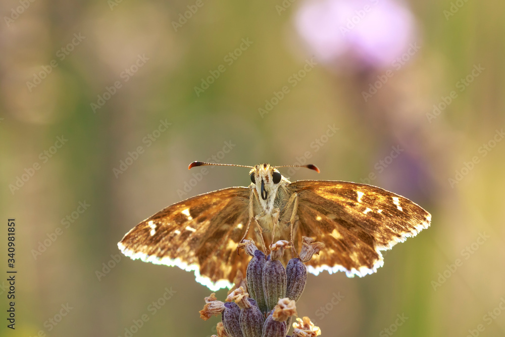 Obraz premium Dingy skipper Erynnis tages on purple lavender