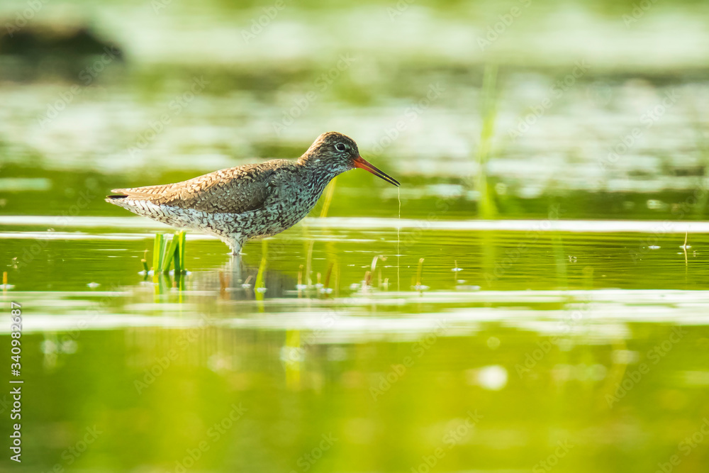 common redshank tringa totanus wading bird common redshank tringa totanus wading bird