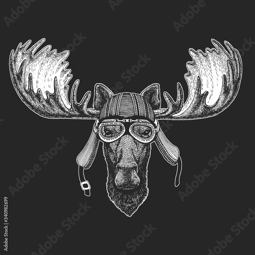 Moose head. Portrait of funny animal.
