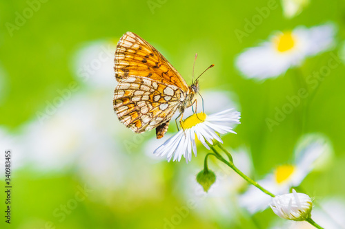 Melitaea deione provençal fritillary butterfly