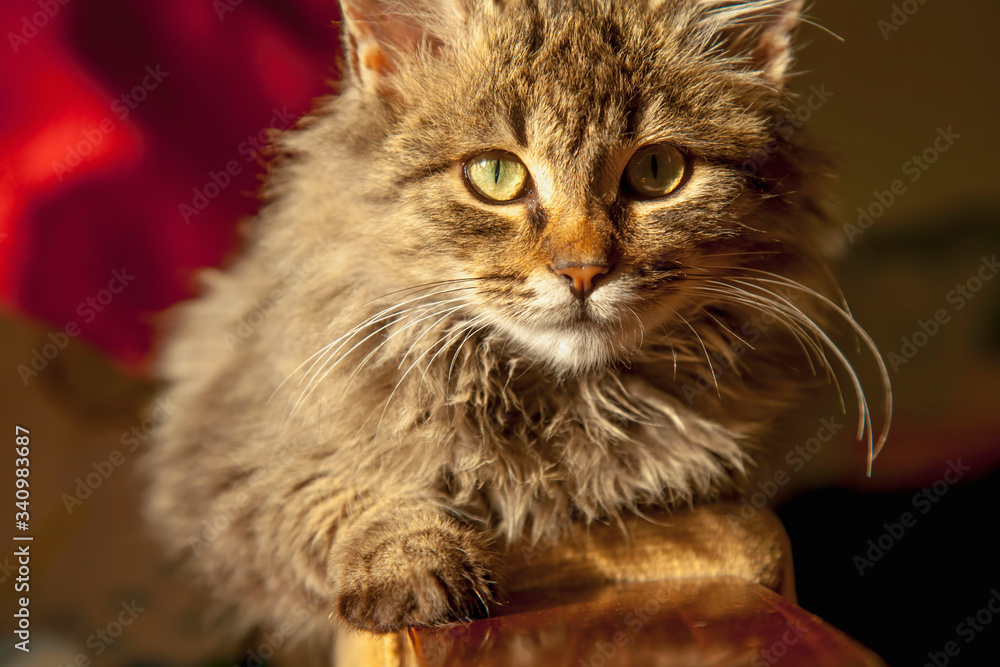 Portrait of beautiful little cat lying indoors at home. Horizontal image. Portrait of beautiful little cat lying indoors at home. Horizontal image.