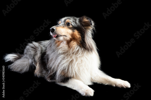 sheltie. horizontal photo of a Scottish shepherd on a black background. studio shooting