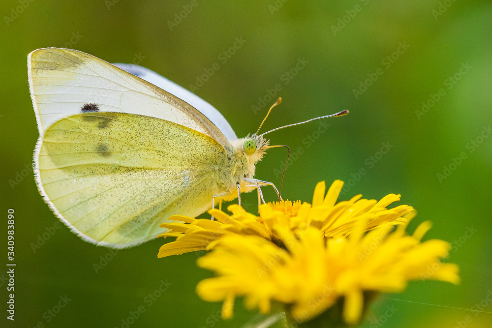 Pieris rapae small white butterfly pollinating on pink purple flowers Pieris rapae small white butterfly pollinating on pink purple flowers