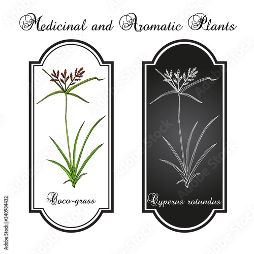 Coco-grass Cyperus rotundus , or purple nut sedge, medicinal plant