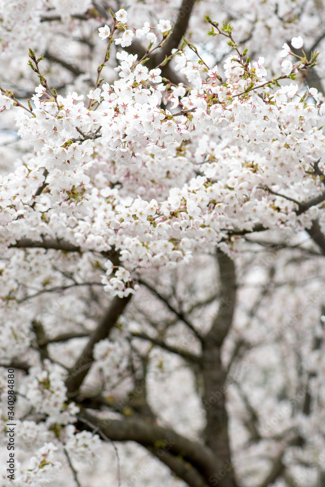 Sakura. Blooming, flowering, from bud to flower. First blossom buds and flowers in the spring. The coming of spring, the awakening of nature, the first flowers, buds and leaves, vertical Sakura. Blooming, flowering, from bud to flower. First blossom buds and flowers in the spring. The coming of spring, the awakening of nature, the first flowers, buds and leaves, vertical