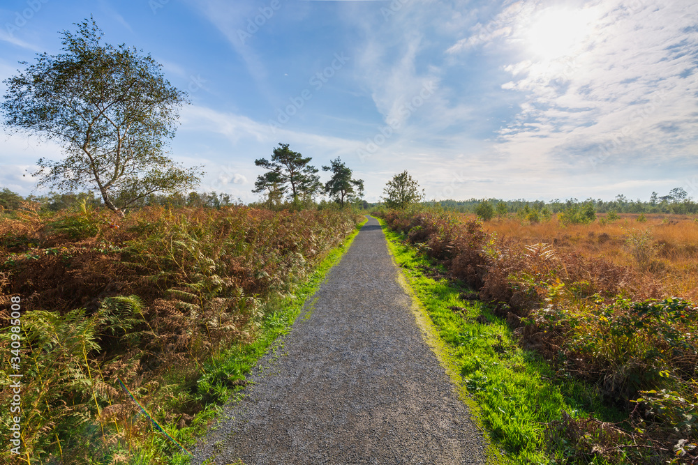 Moorland, peat moss landscape at national park de Groote Peel, Limburg, the Netherlands. High dynamic range, HDR,