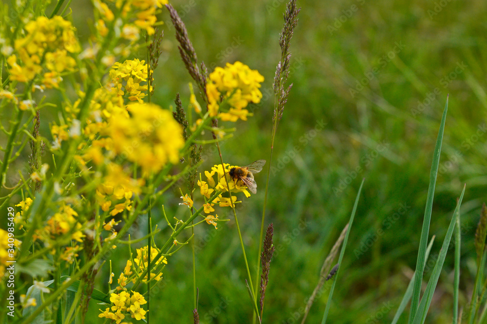 A Bee On A Yellow Flower A Bee On A Yellow Flower