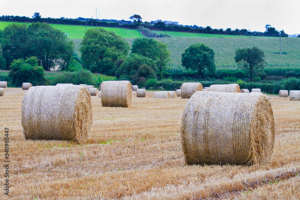 Haystacks in tilled field in Ireland. Landscape of agricultural harvest of hay bales on Irish countryside farm. Straw to be used as winter fodder. Trees and pasture in distance