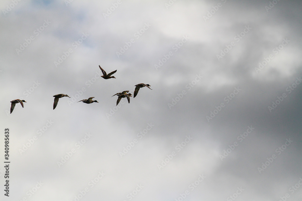 anas platyrhynchos, bird, birds in flight, cloud background, clouds, cloudy background, cloudy sky, ducks in flight, flight, flock, flock of birds flying, flock of birds in flight, fly, flying birds, 