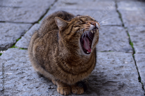 Gatto tigrato che sbadiglia