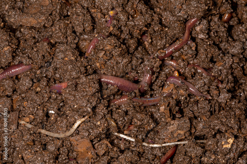 Close up on Californian earthworms, macro photo