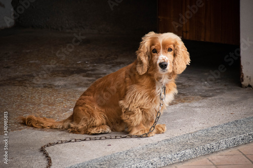 Coker spaniel al guinzaglio