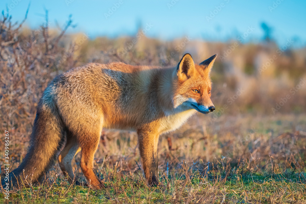 Wild red fox, vulpes vulpes, at sunset Wild red fox, vulpes vulpes, at sunset