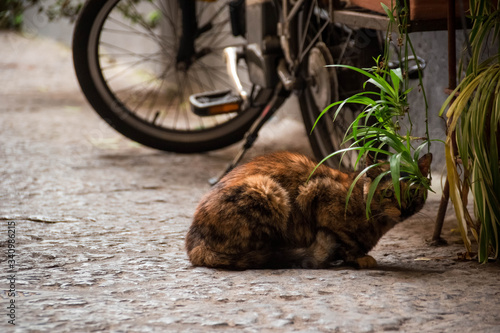 Gatto striato si nasconde