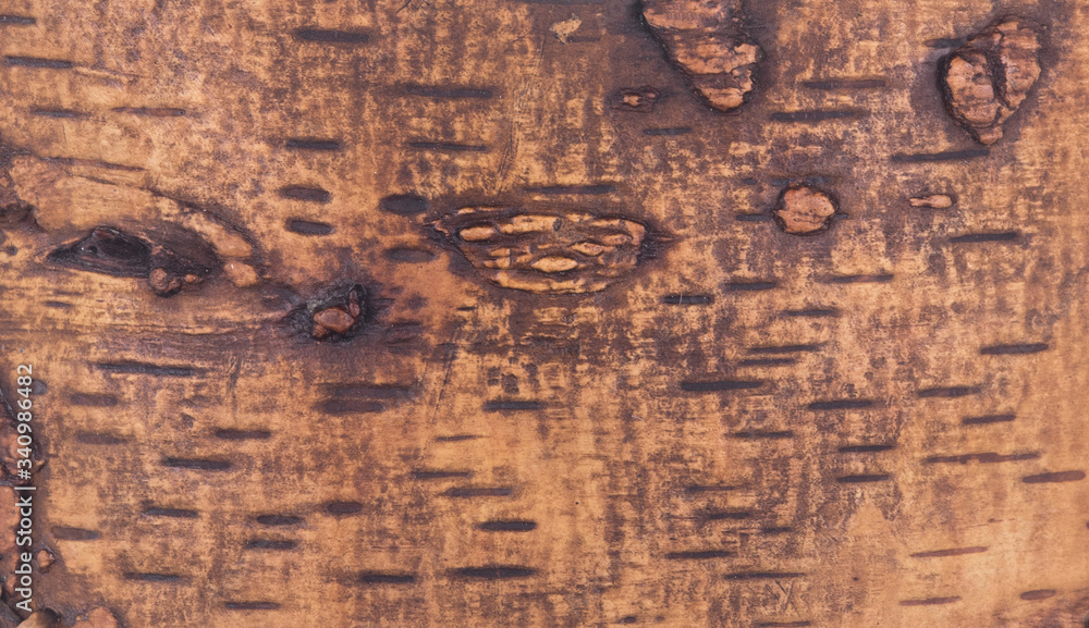 Brown background texture natural birch bark