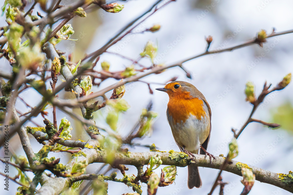 European robin bird Erithacus rubecula singing European robin bird Erithacus rubecula singing