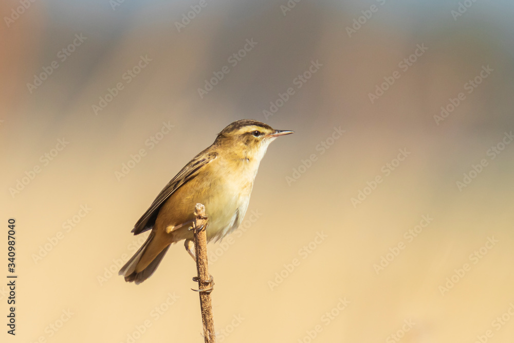 Fototapeta premium Eurasian reed warbler Acrocephalus scirpaceus bird singing in reeds during sunrise.