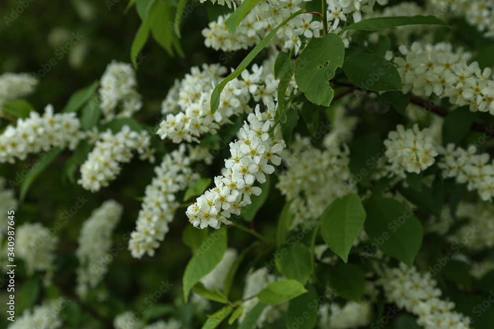 Bird cherry blossom on a branch with green leaf Bird cherry blossom on a branch with green leaf