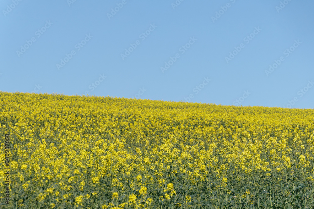 Un champ de colza jaune dans le département du Pas-de-Calais - France Un champ de colza jaune dans le département du Pas-de-Calais - France