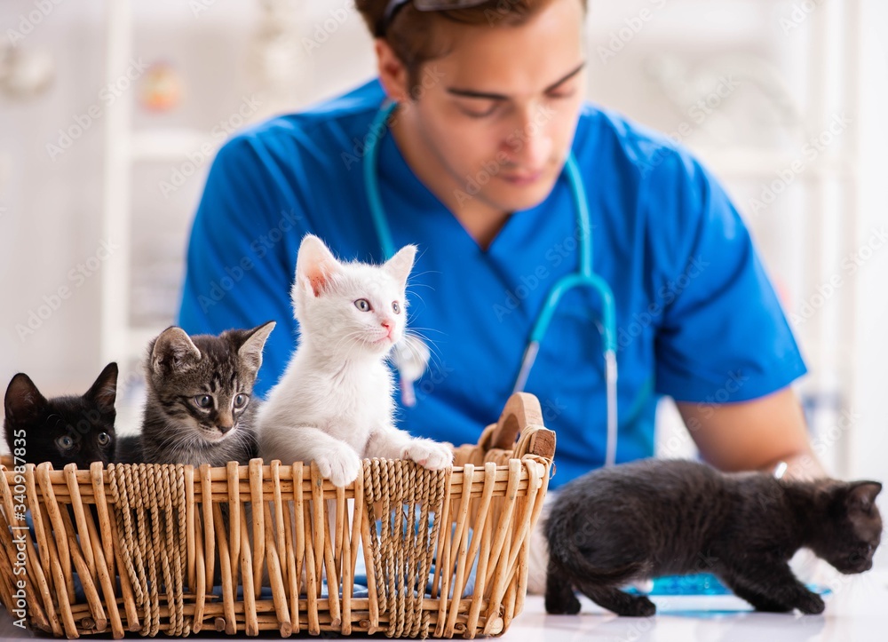 © Elnur - Vet doctor examining kittens in animal hospital