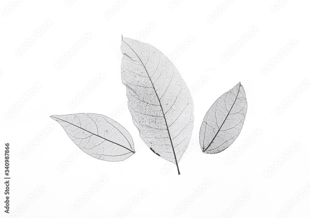 black transparent leaves isolated on white background