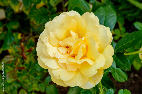 Beautiful Large Fully Flowered Yellow Rose. August 28, 2019. Madrid. Spain. Botany, Biology