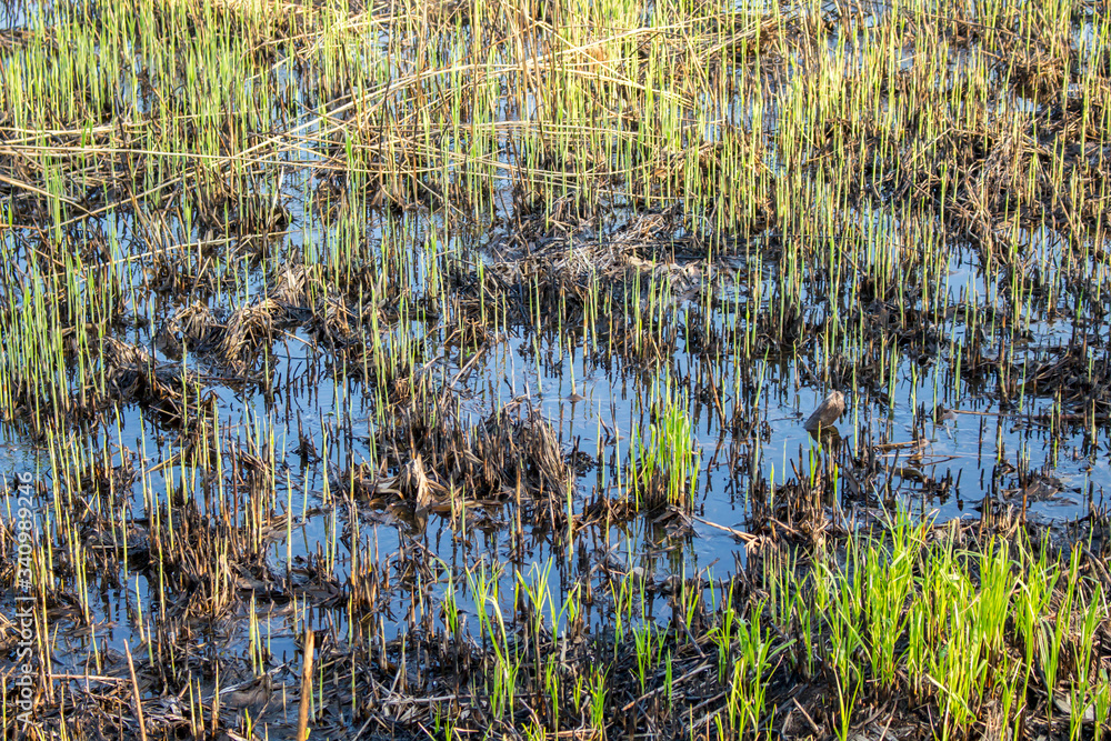 Spring shoots of grass in the swamp Spring shoots of grass in the swamp