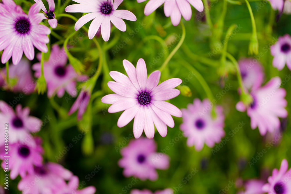 spring flowers background. trees blooming in spring.
spring flowers background. trees blooming in spring.