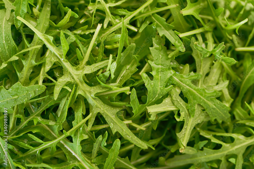 texture of fresh leaves of arugula closeup texture of fresh leaves of arugula closeup