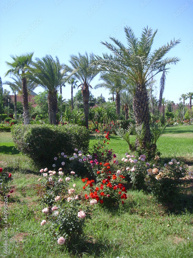 Obraz premium tropical garden with palm trees