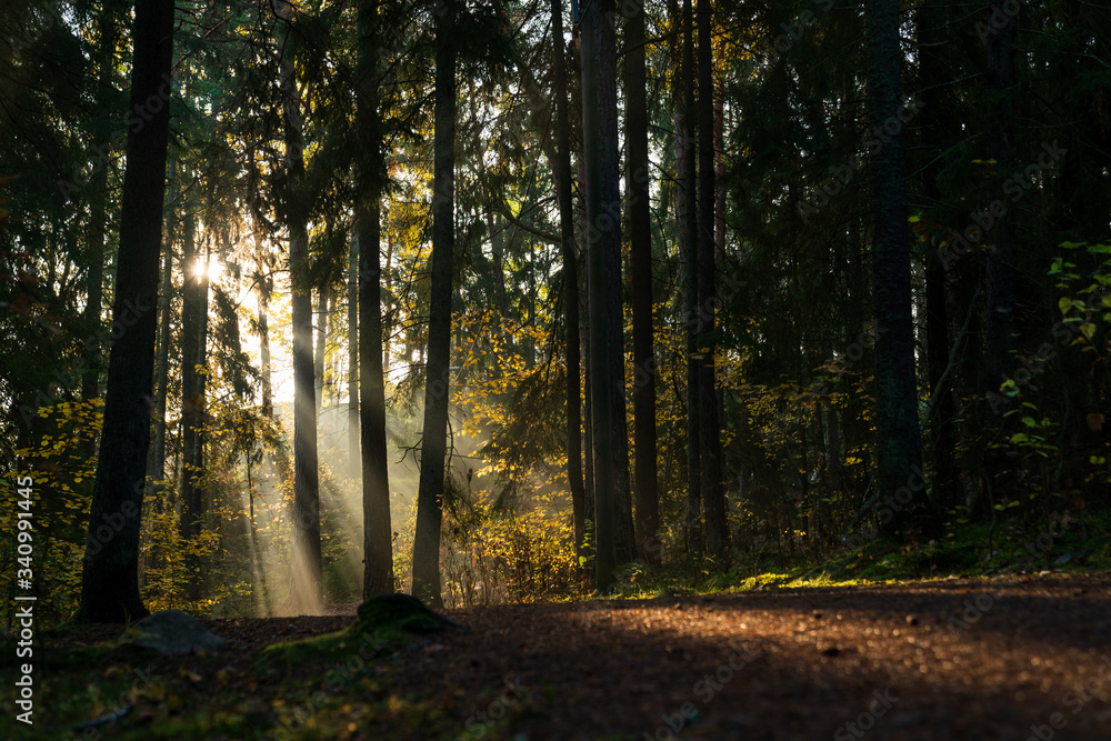 Naklejka premium Sunbeams breaking through the trees of the dense forest in Upplands Väsby near Stockholm, Sweden.