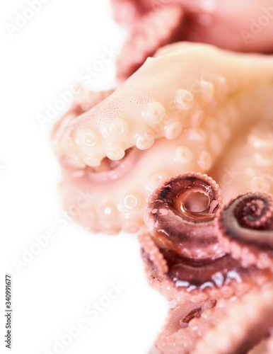baby octopus close-up