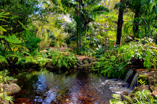 rainforest pond 