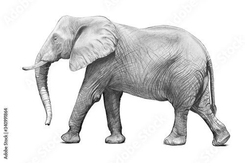 African elephant illustration or hand drawn sketch of adult elephant walking in side view pose isolated on white background. Detailed wrinkled skin  big ears and trunk. African wildlife or zoo animal