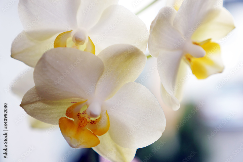 Orchideen (2) Orchideen (2)