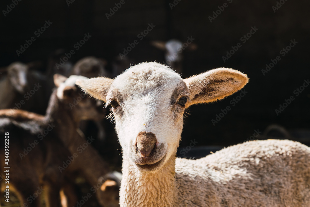 Lamb portrait in a farm