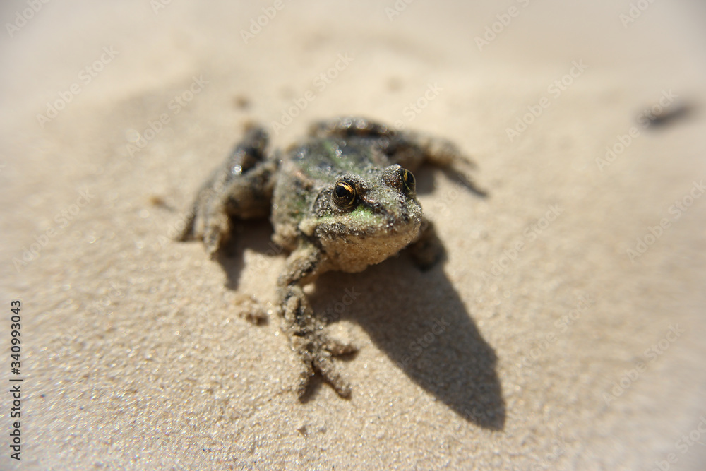 frog, ugly, sand, river, lake, beach, slimy, summer, spring, wet, little, animal image, tree, detail, closeup, environment, reptile, outdoors, nature photo, eyeball, eyes, cute, environmental frog, ugly, sand, river, lake, beach, slimy, summer, spring, wet, little, animal image, tree, detail, closeup, environment, reptile, outdoors, nature photo, eyeball, eyes, cute, environmental