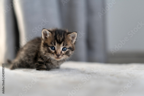 a short-haired chocolate-marble cat in an apartment sitting on a carpet.