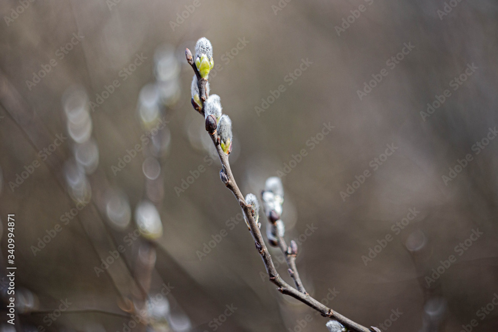 Seals on a branch in early spring