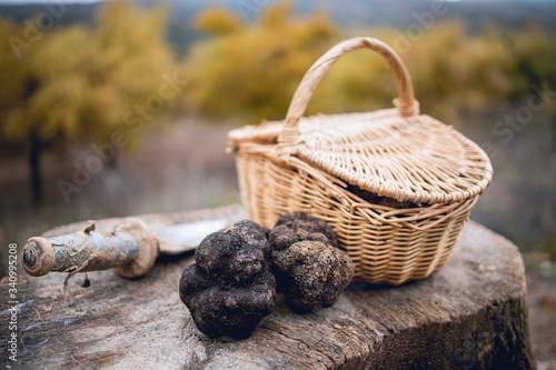 Basket with black truffles next to an oak field in the north of Spain.