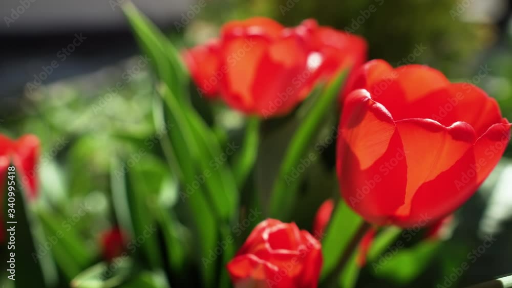 Beautiful red tulips swaying in the wind, dolly shot. Beautiful red tulips swaying in the wind, dolly shot.