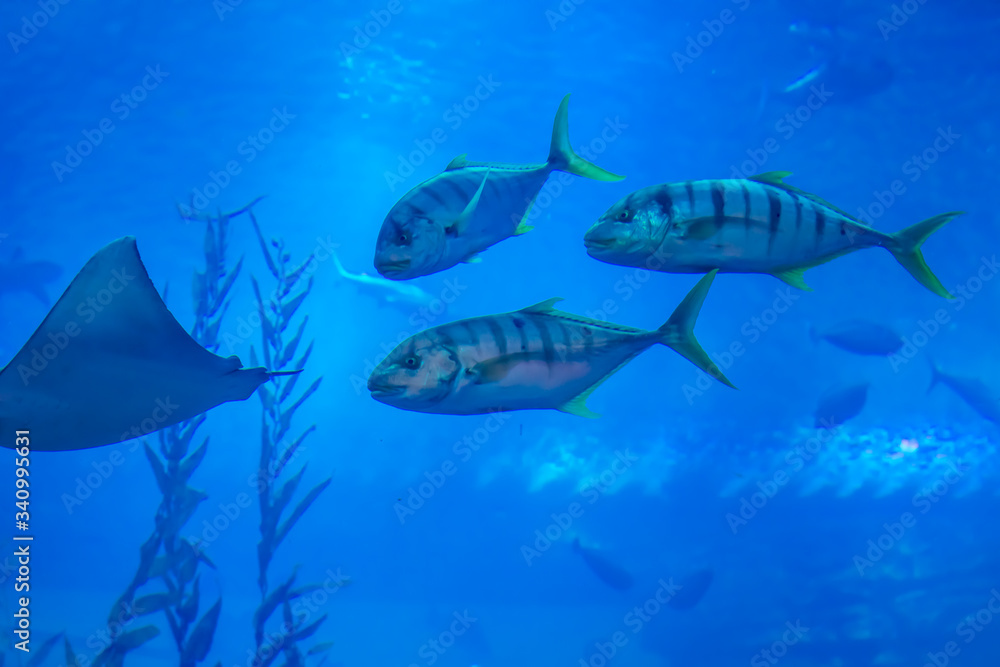 Fototapeta premium Fische