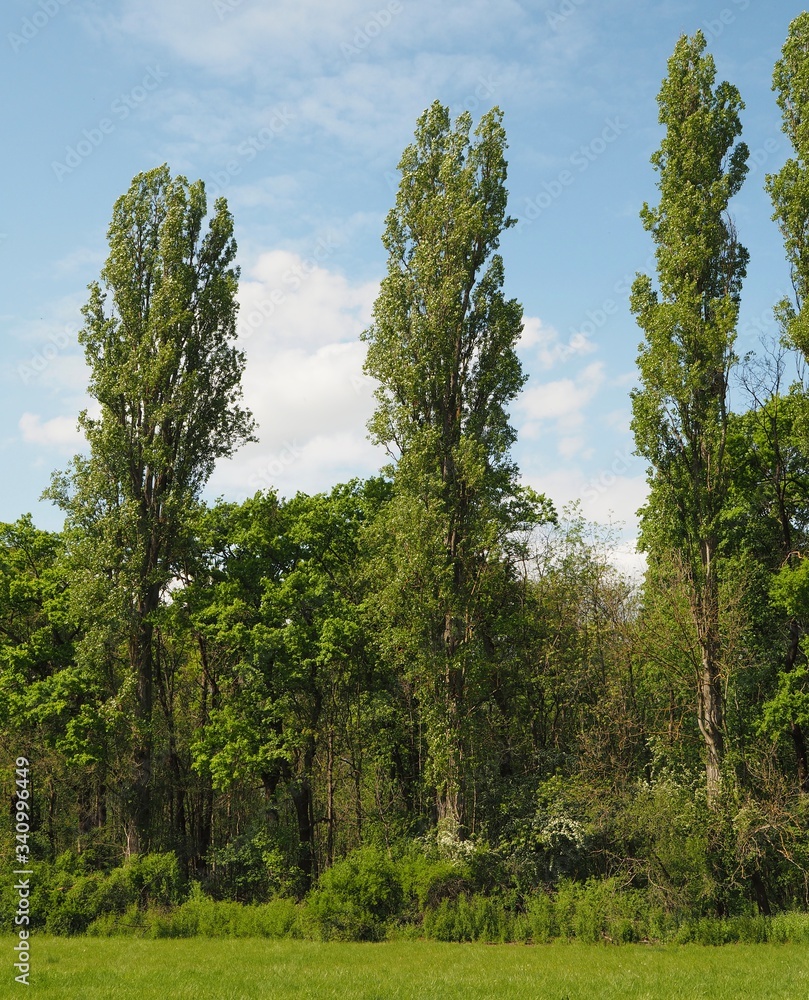 three poplars at edge of a forest three poplars at edge of a forest