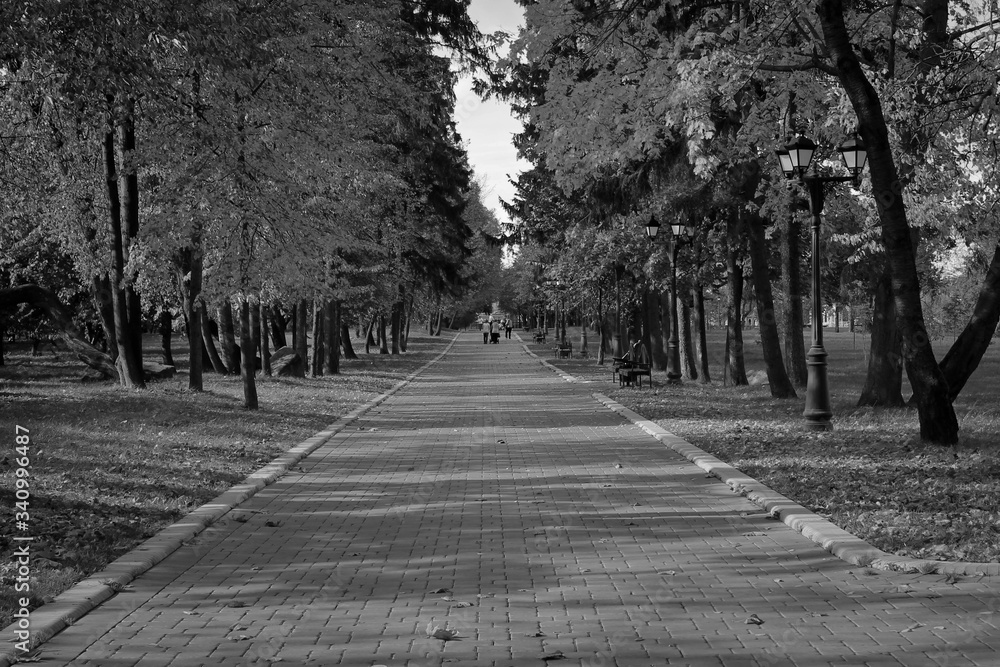 Alley in the autumn park stretching into the distance in BW